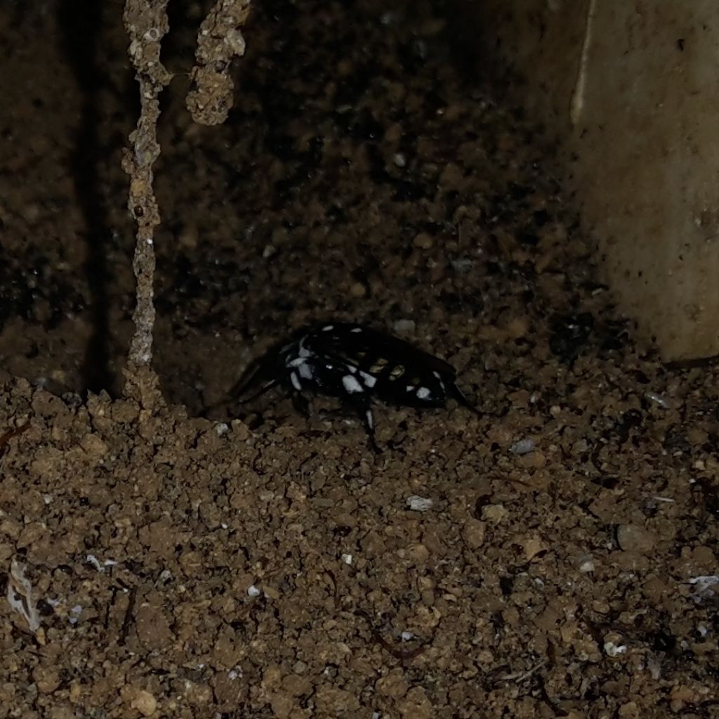 Apidae Anthophorinae:  Melecta luctuosa?  No, Thyreus sp.